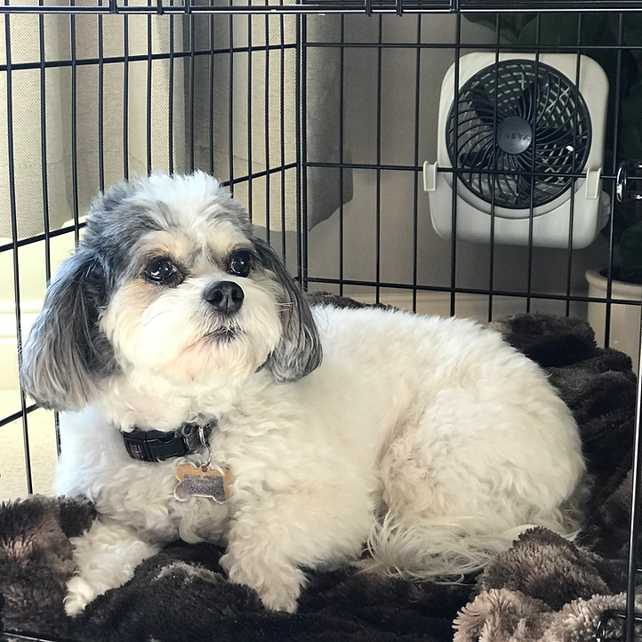 Dog crate fans on sale