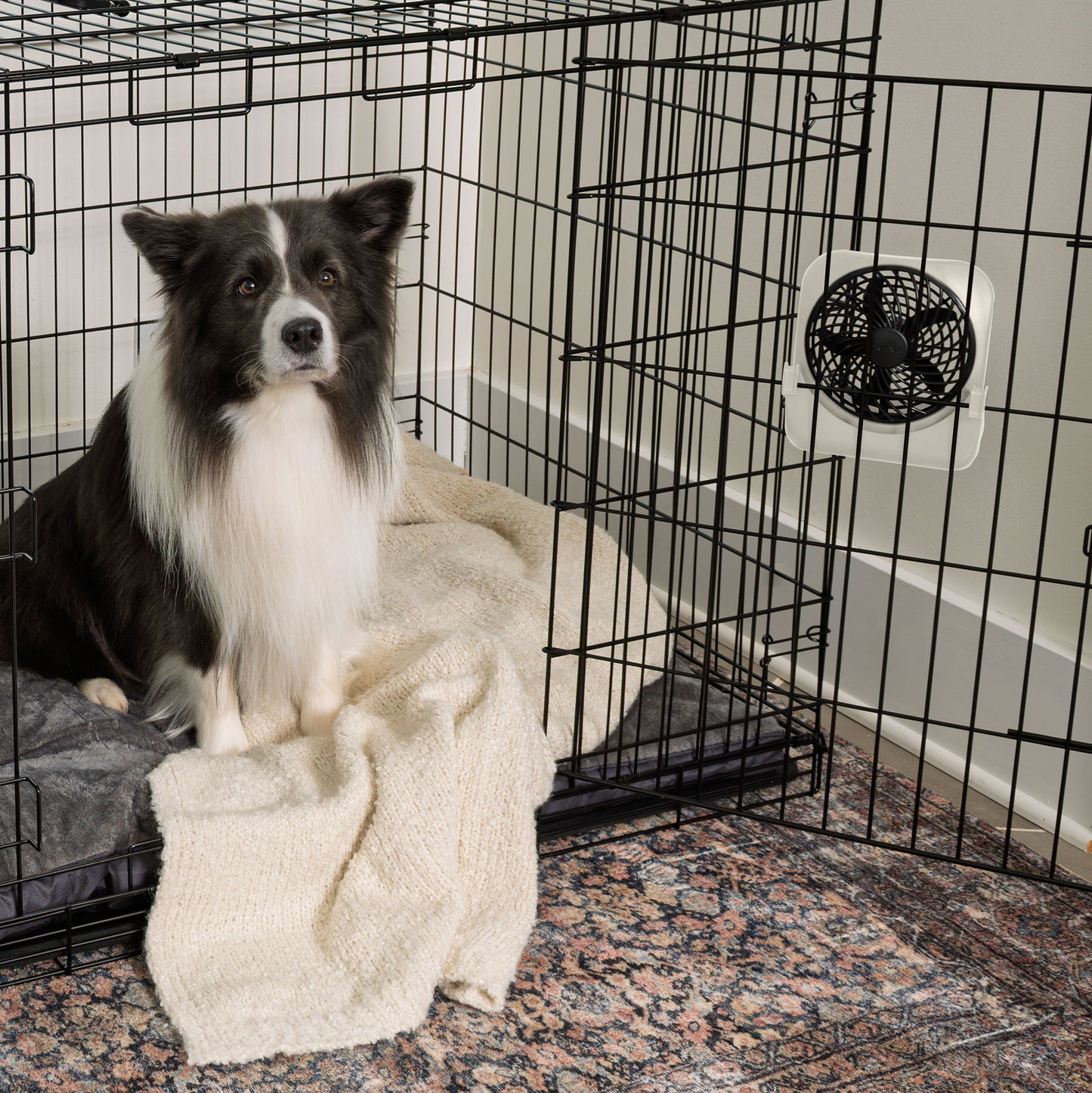 PET CRATE FAN