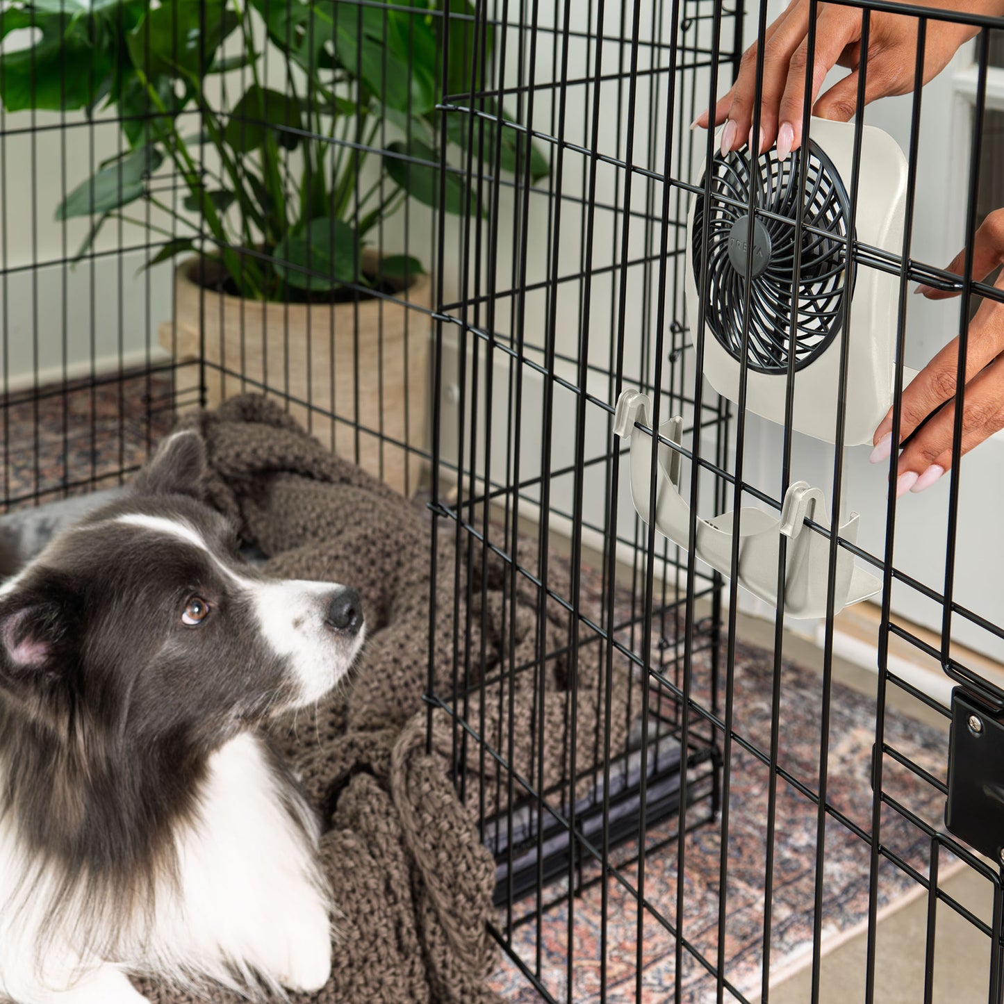 PET CRATE FAN